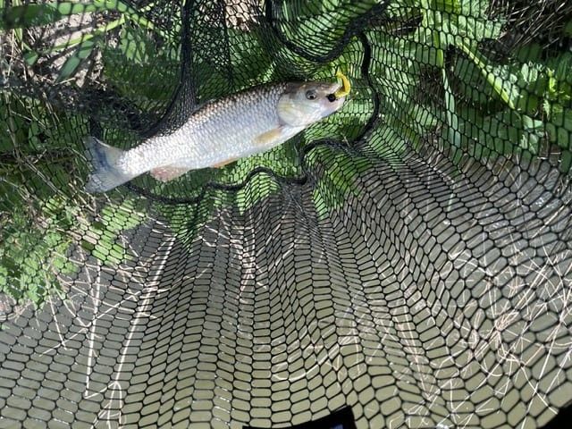 Auch Gummifische bringen beim Angeln auf Döbel immer wieder Erfolg.