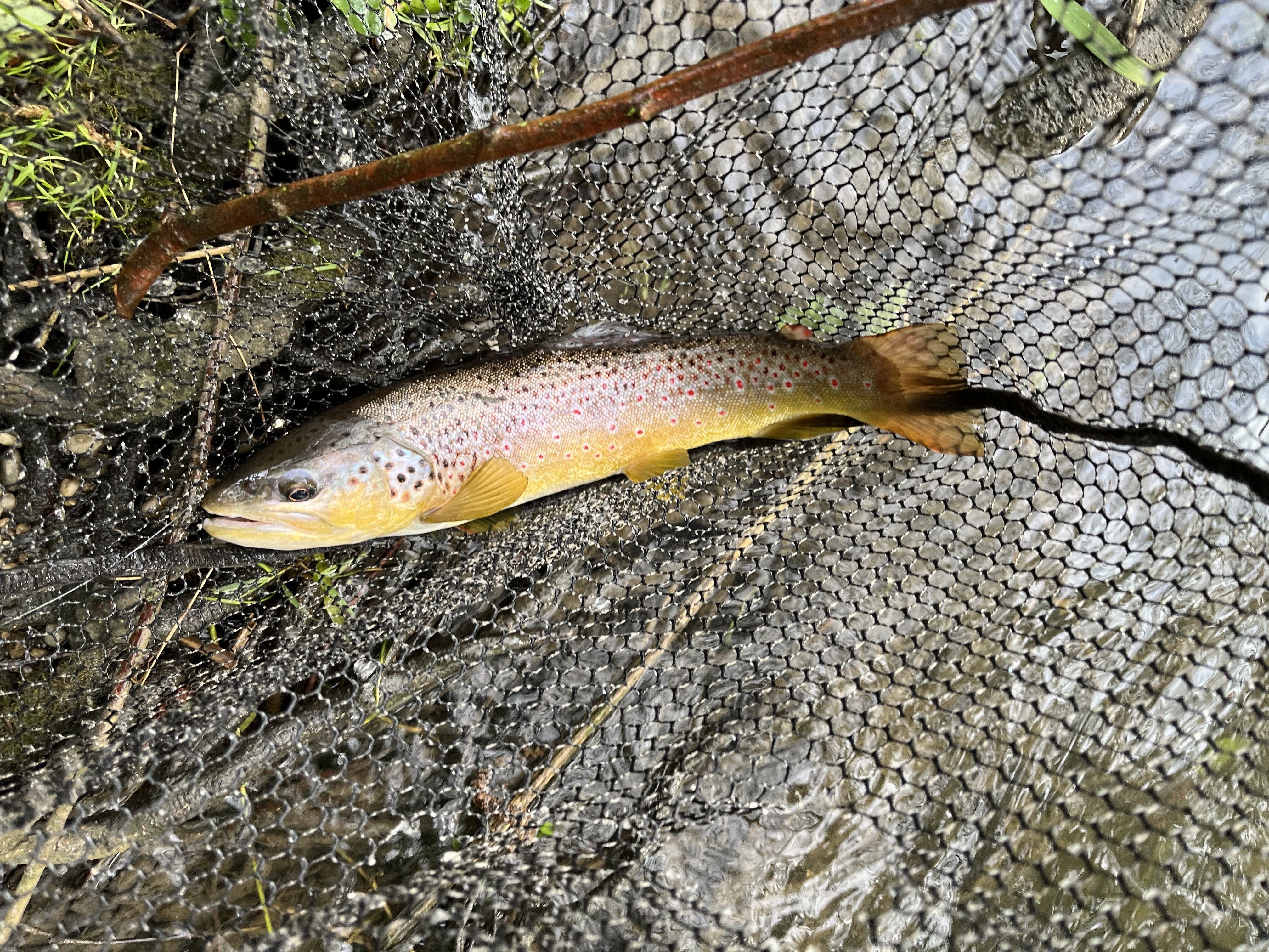 Eine schöne wildgewachsene Bachforelle.