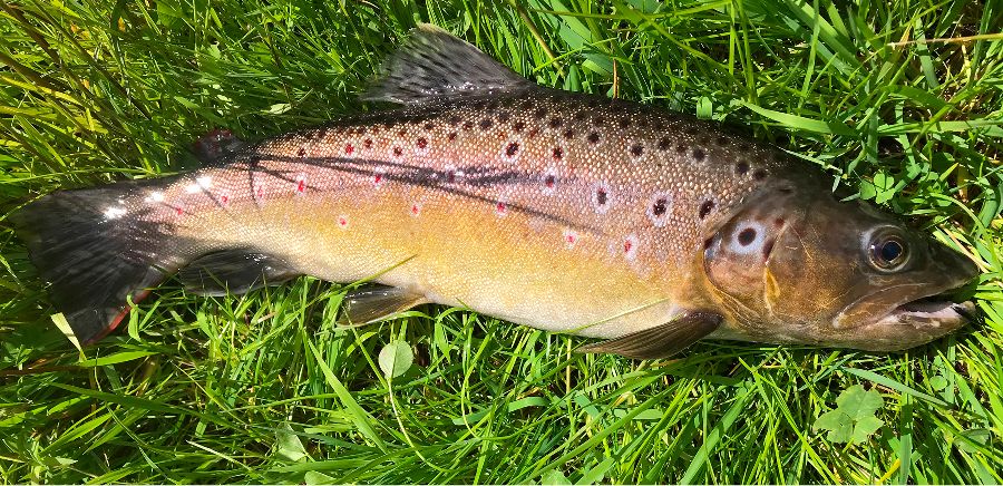 geangelter Fisch