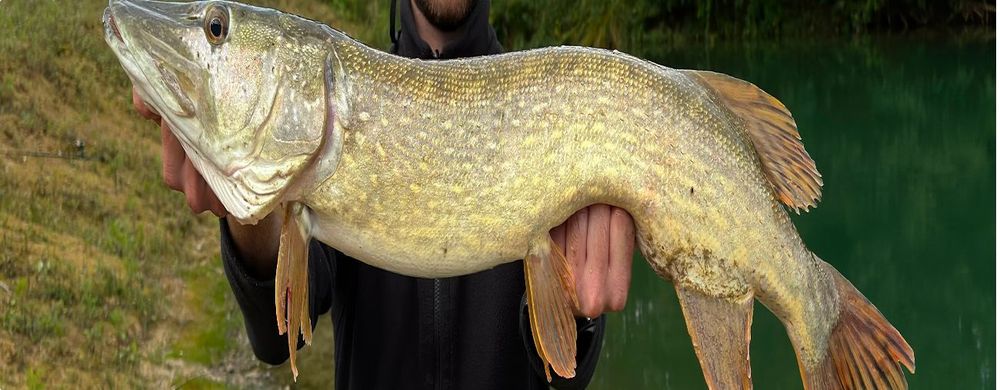 Big Bait Angeln: Großköder, großer Fang