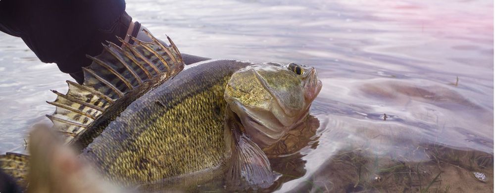 Catch & Release in Deutschland: Was du als Angler wissen musst