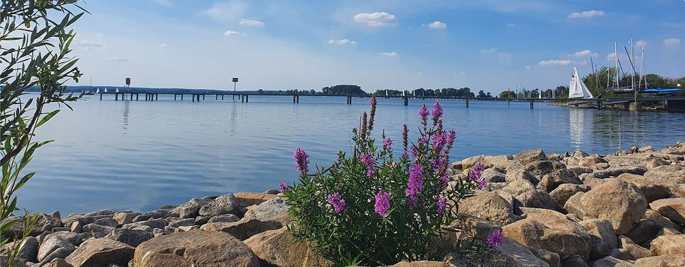 Angeln am Dümmer See: Flacher Natursee mit großem Fangpotenzial