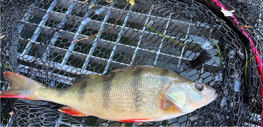 Fang beim Streetfishing: Barsch im Kescher.